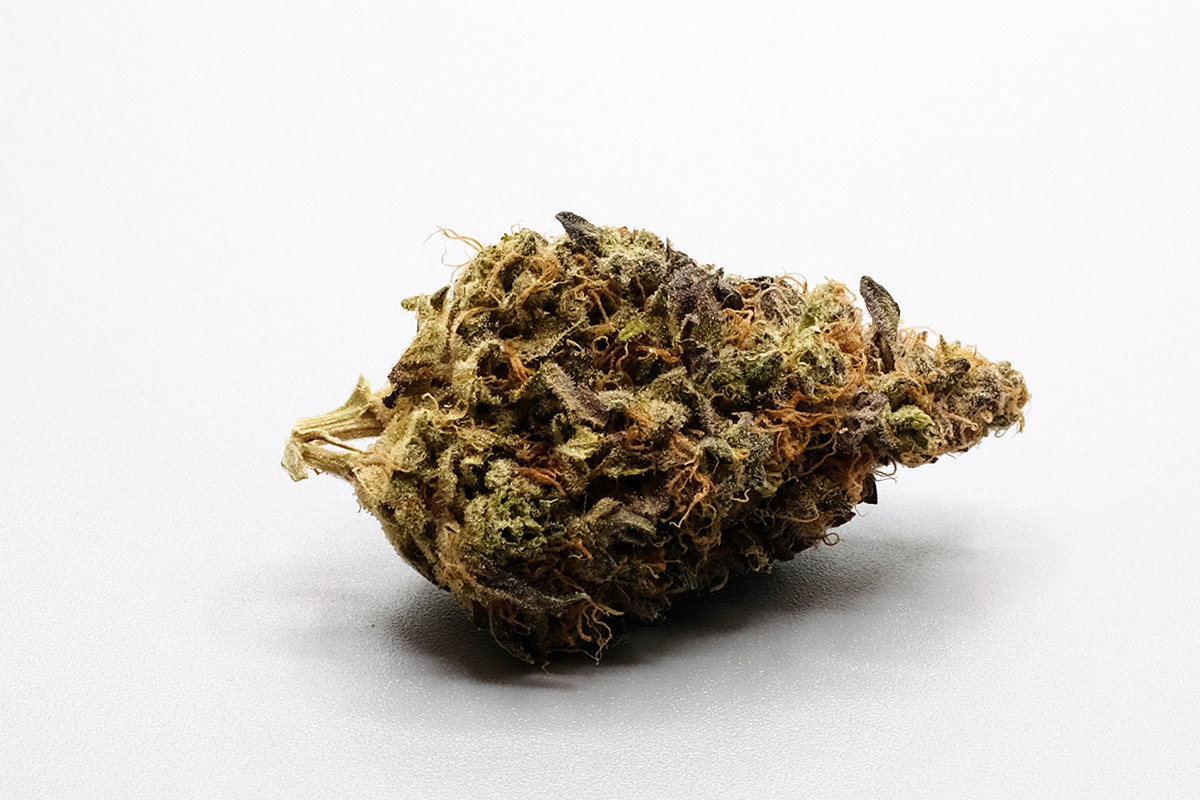 solomon grundy hybrid cannabis high tac flower