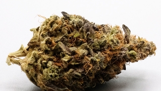 Solomon Grundy – High TAC – Hybrid Cannabis Flower